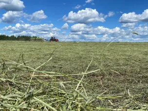 Более половины запланированного объема сена заготовлено в Нижегородской области
